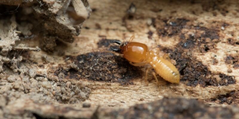 Selling a House Despite Termite Infestation in [martket_city]