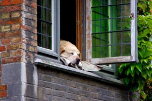 sell your house with a sad dog