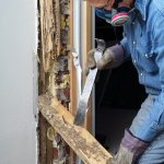 pest control rectifying termite damage