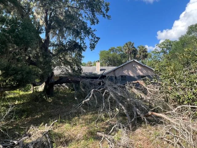 Fallen tree and branches beside the house before renovation