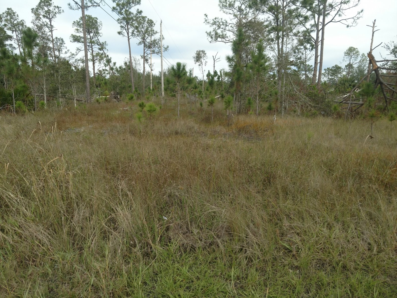 Buildable Lehigh Acres Lot Available Now!!!