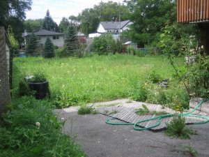 Power of Sale house back yard with lots of weeds