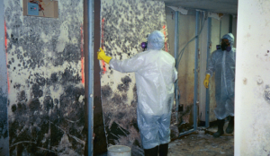 mold remediation appleton wi