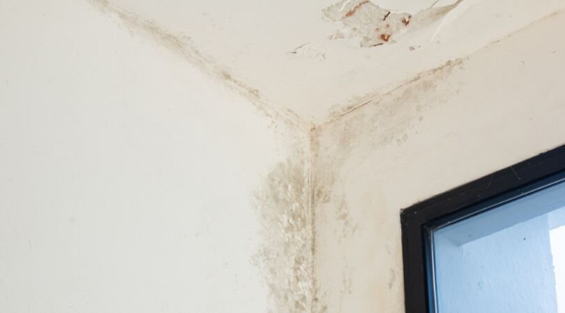 Selling A House With Mold Issues In WI
