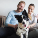 Homeowners with pets - Dog lovers