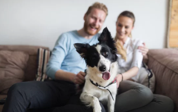 Homeowners with pets - Dog lovers