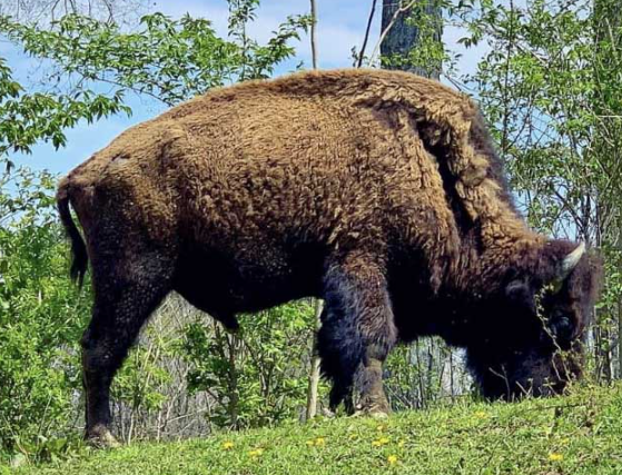 Golf Club at Stonelick Hills is the BEST - Buffalo