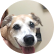 phegleys dog