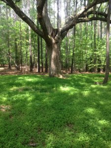 Land For Sale Apex NC