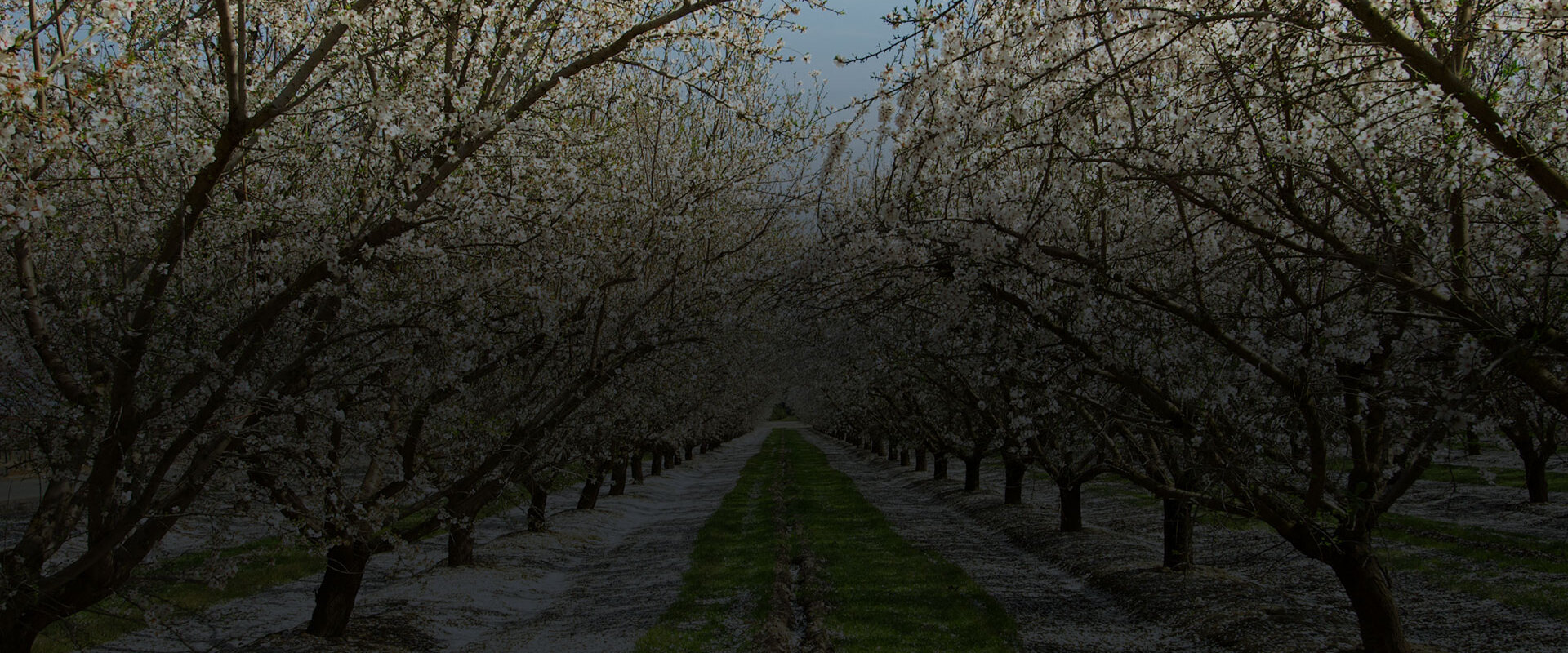 Almond trees in the central valley