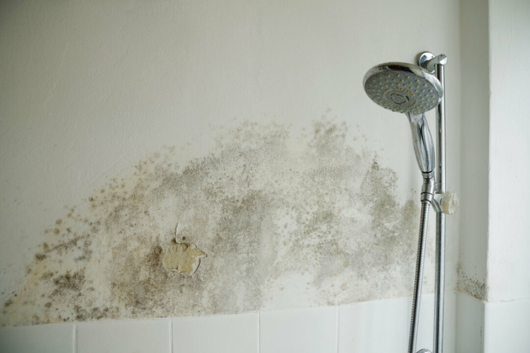 house with mold on wall
