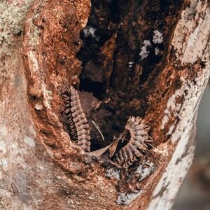 How to Sell a Home With Termites Tacoma