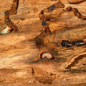 How to Successfully Sell a Termite-Infested House Tacoma