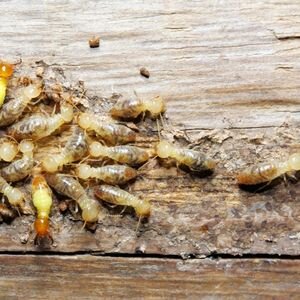 Selling a House With a Termite Problem Tacoma