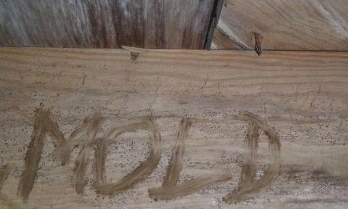 Crawlspace mold Cary NC