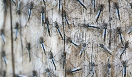 lake flies on lake winnebago