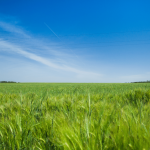 How much is Vacant Land Is Costing You In Simpsonville SC