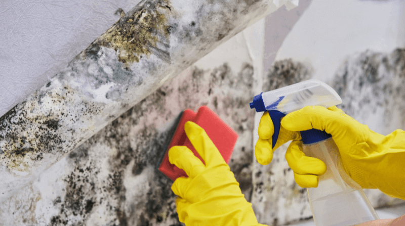 How to Sell a House with Mold