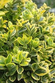 landscape plants for Landlord