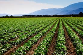 farm land