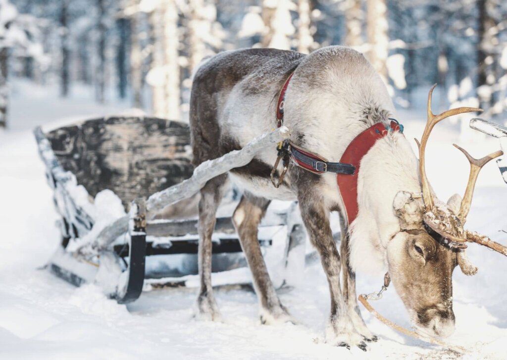 Santa's reindeer Cam