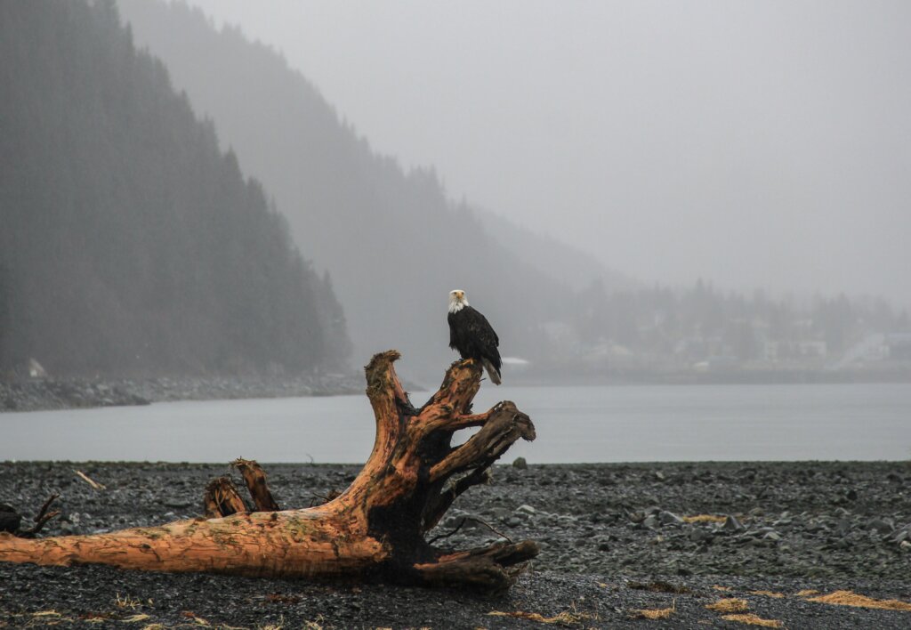 Driftwood on the coast