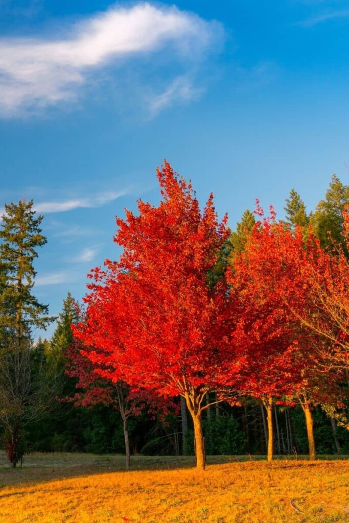 Washington Trees changing colors in the fall. We see Evergreen trees next to maple leaf like trees that are bright red and and orange.