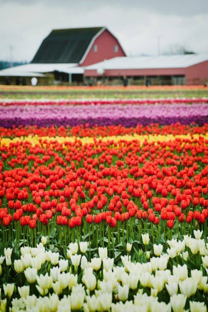 A filed full of beautiful tulips white, red, yellow, and purples. There is a red barn in the background