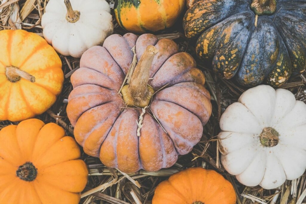 top view of 8 colorful pumpkins