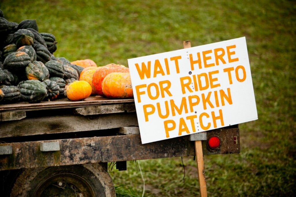 Pumpkins on a trailer with a sign that says Wait here for ride to pumpkin patch