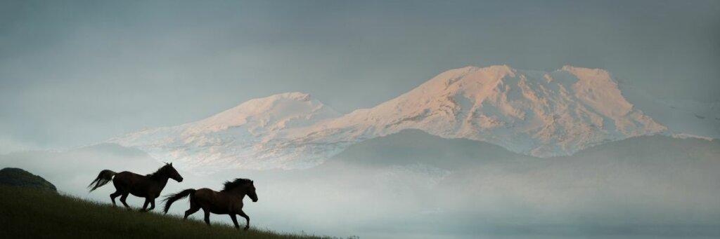 Two horses running with beautful sno capped mountains in the background