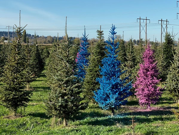 Longs Colored Christmas trees