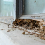 Selling a House with Termite Damage in Idaho