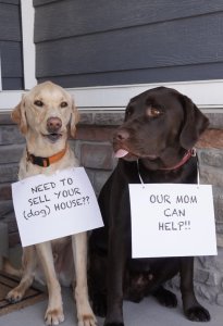 Sell your Utah House dog picture