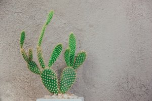 Photo by Min An from Pexels Low maintenance yard in a Tucson Home