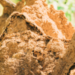 How to Sell a Home With Termites In Louisville