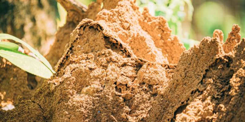 How to Sell a Home With Termites In [market_city]