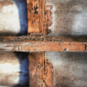 How to Successfully Sell a Termite-Infested House In Louisville