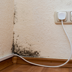 Mold Remediation In Louisville, Kentucky