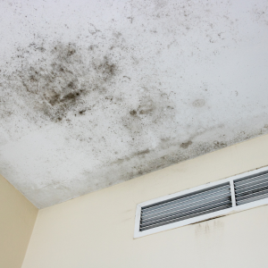 Sell House With Mold In Louisville, Kentucky