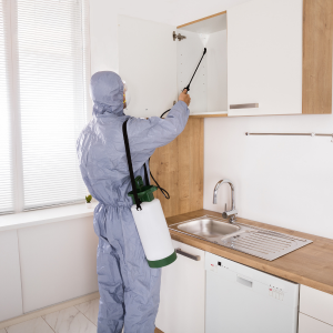 Tips for Selling a House With Termite Damage In Louisville