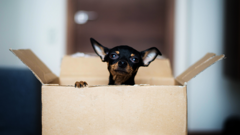 Tips For Selling Your House With Pets In Port-Elizabeth