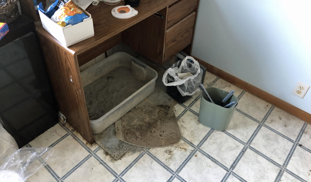 Selling a house that smells like cats omaha
