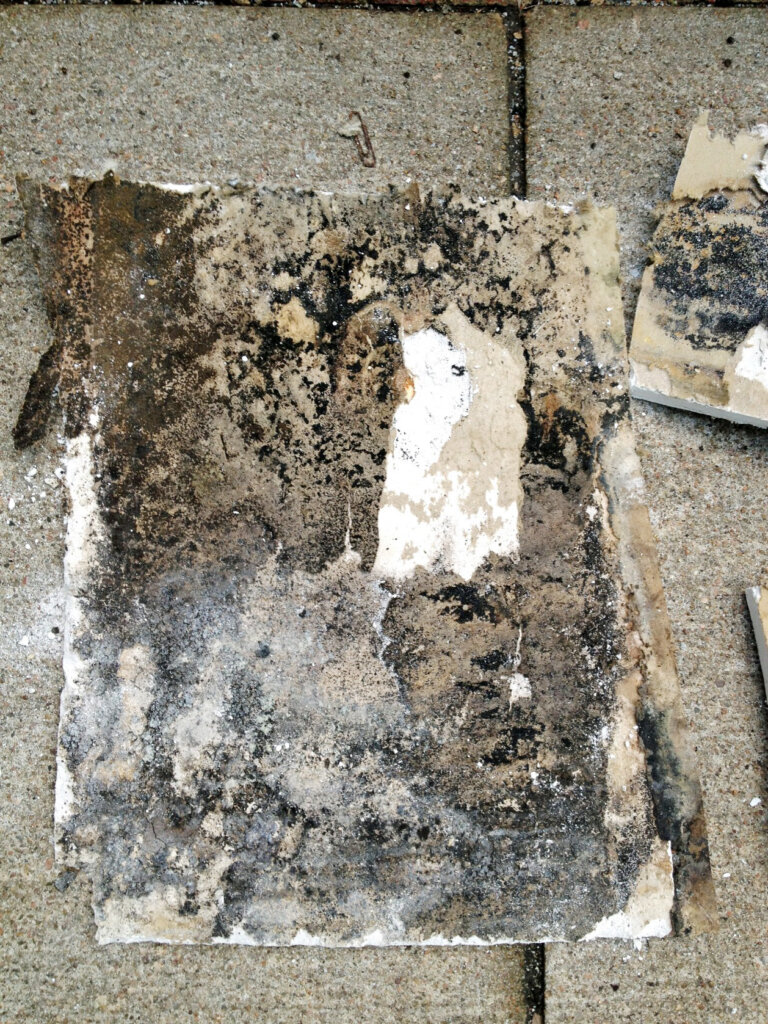 is mold in my house dangerous