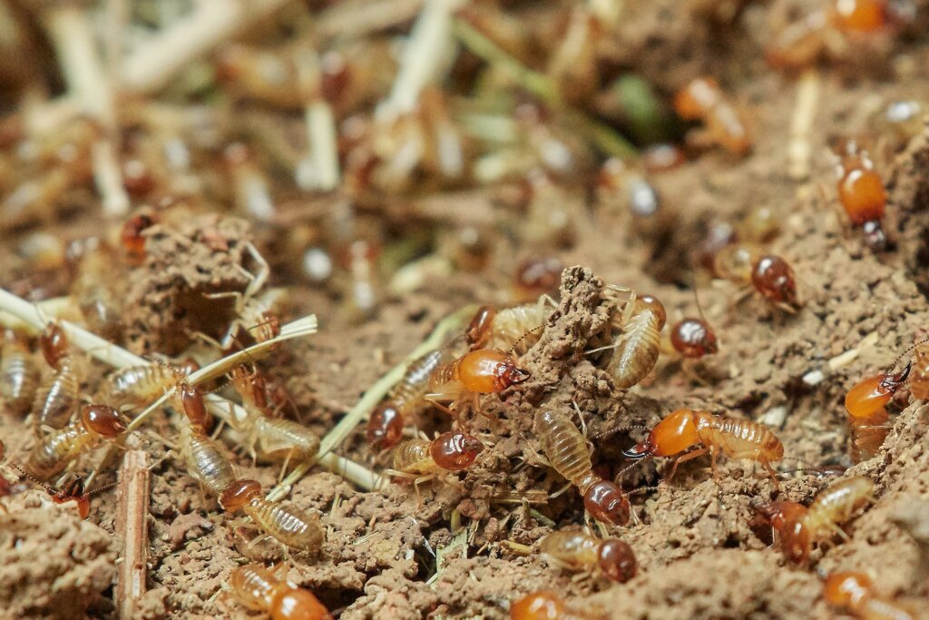 How do i sell my house omaha with termites