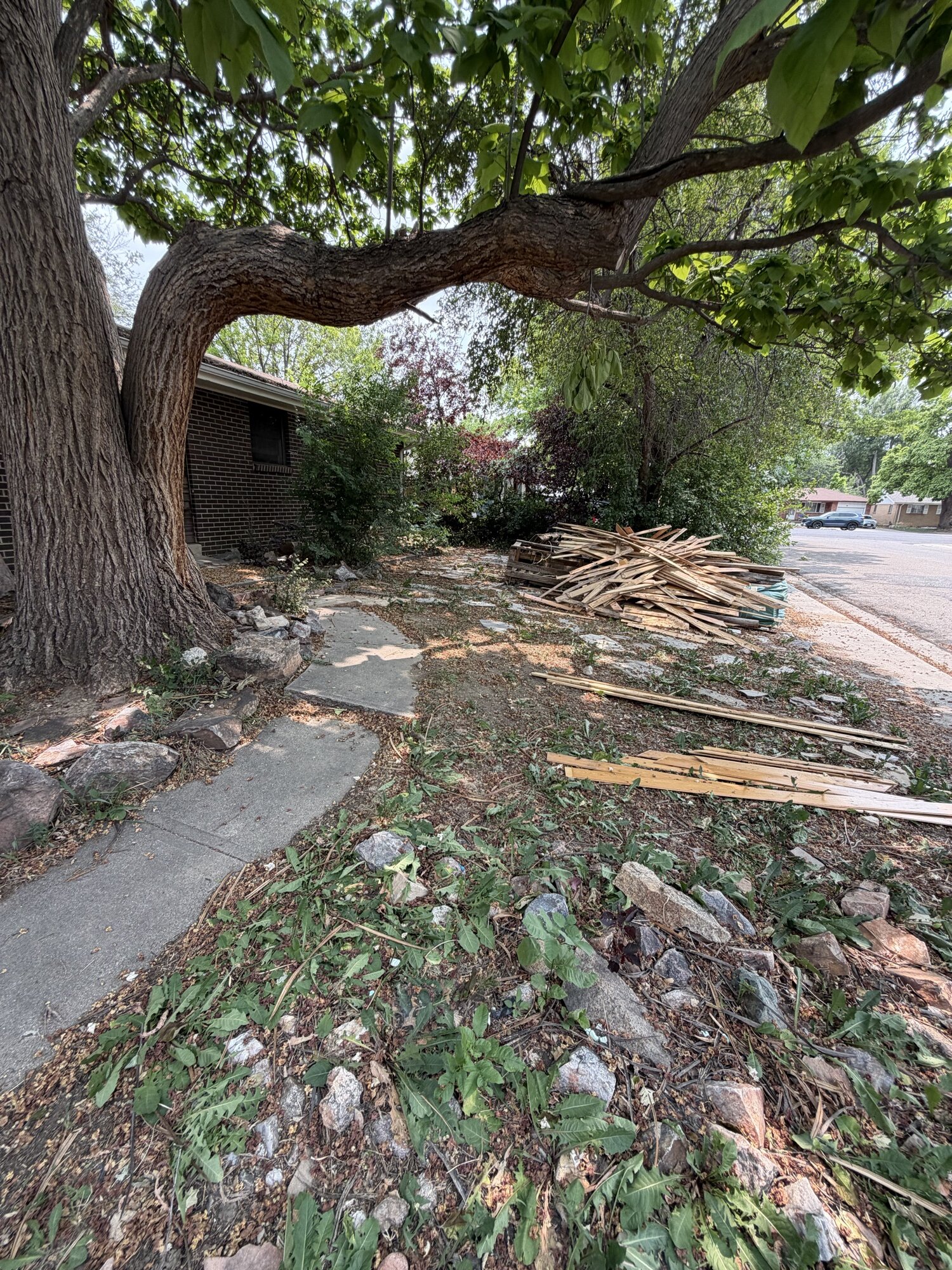 Before: the front yard at 1708 Jewel Dr, Longmont — overgrown, with scrap lumber piled under the tree