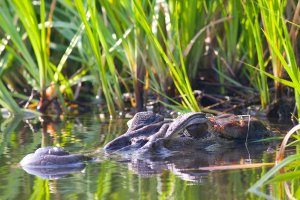 Florida alligator