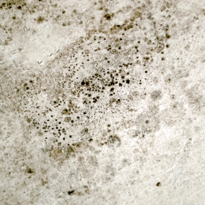 Sell Your House Fast With Mold in Missouri