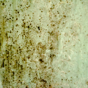 Sell House With Mold in Florida