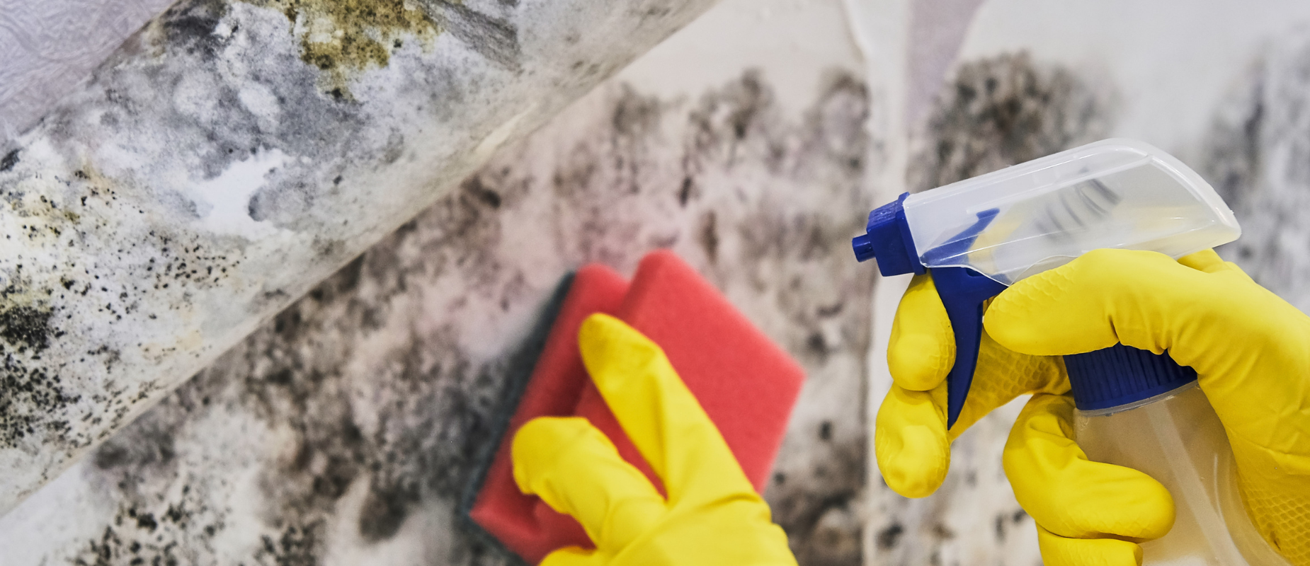 Sell Your Home With Mold in Florida